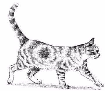 Zelfverzekerde kat